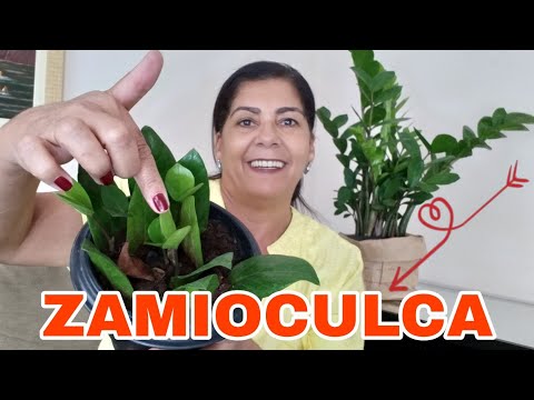 Vídeo: Quanto tempo dura a pedra cultivada?