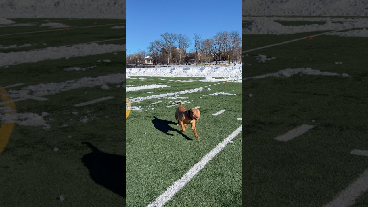 Симба любит траву, а не снег 😂 