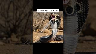 How Fast Do Venomous Animals Kill You?