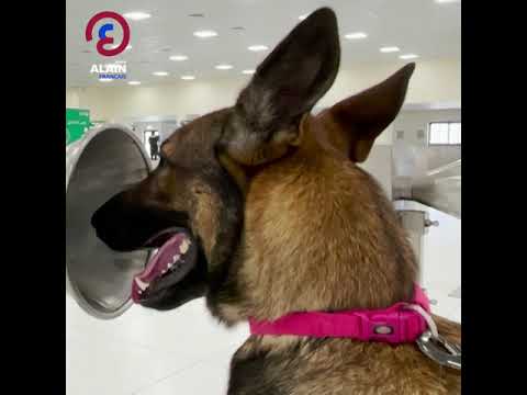 Vidéo: L'aéroport international de Dubaï déploie des chiens renifleurs de coronavirus