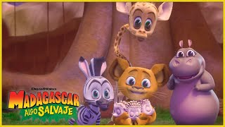 Cuidando A Unos Malcriados Erizos Dreamworks Madagascar En Español Latino