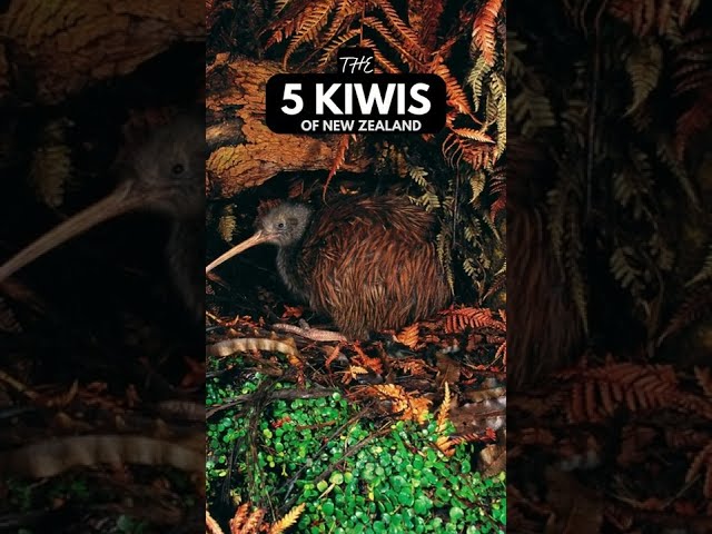 The 5 Kiwi Birds of New Zealand 🐤 #shorts class=
