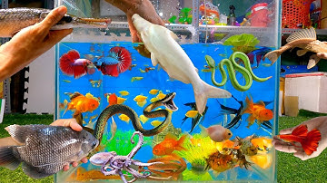 Tổng hợp các video cá cảnh đẹp, cá mập khổng lồ, cá sấu, cá trê đen, bạch tuộc, rắn, cá betta