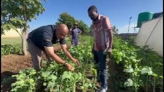 Kutanha muriwo zvakanaka zvisina maronda