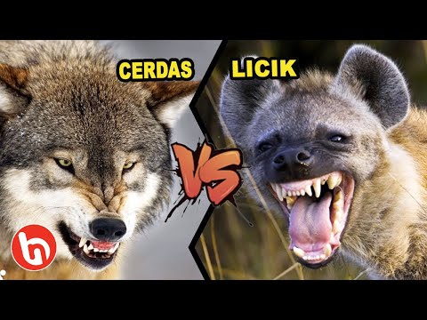 Video: Serigala Hyena Yang Sulit Ditangkap Di Amerika Utara - Pandangan Alternatif