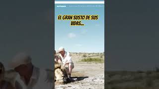 Epic Scare Leaves Lion Hunters on the Verge of Shock #shorts #elleon #fauna