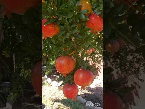 Вот и лето прошло#гранат #сад #garden #шортс #shorts #short #gardening #satisfying #youtubeshorts