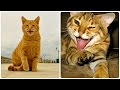 Смешные Кошки 2016! (#18) Веселая Видео Подборка! Смешные Животные 2016/