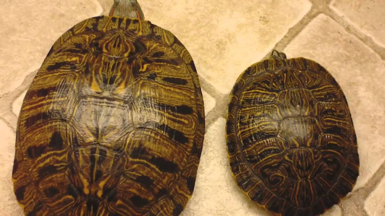 Как отличить черепаху мальчика. Красноухая черепаха самец. Пол красноухой черепахи. Самка красноухой черепахи. Красноухая черепаха самец и самка.