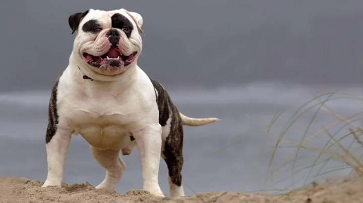 American Bulldog | Facts, History & Characteristics