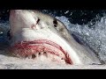 When Great White Sharks Attack