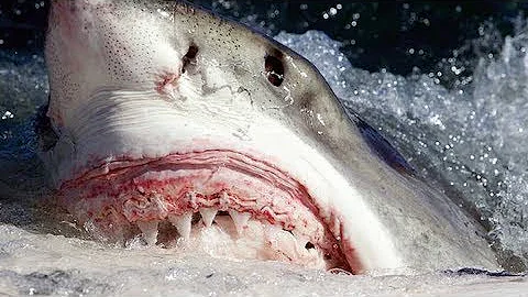 When Great White Sharks Attack