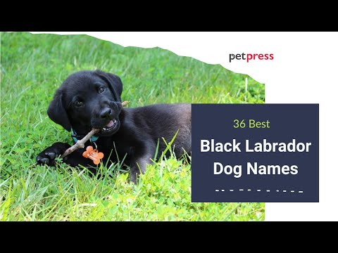 Video: 120+ stora hundnamn för svarta labs eller labrador retrievers