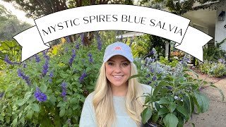 Plant Profile: Mystic Spires Blue Salvia :: My All Time Favorite Perennial!
