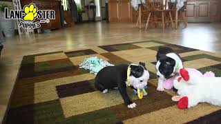 Lively Boston Terrier Puppies by Lancaster Puppies 38 views 2 days ago 59 seconds