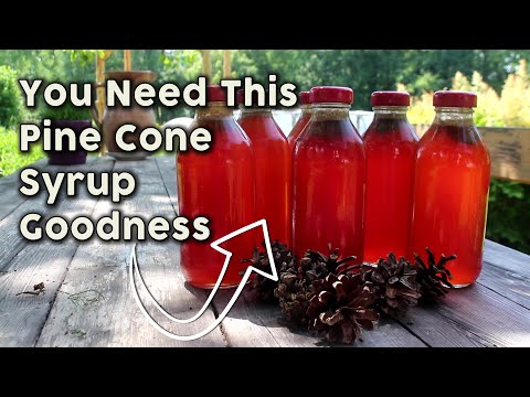 Pine Cone Syrup -  Delicious and Healthy - How to Make