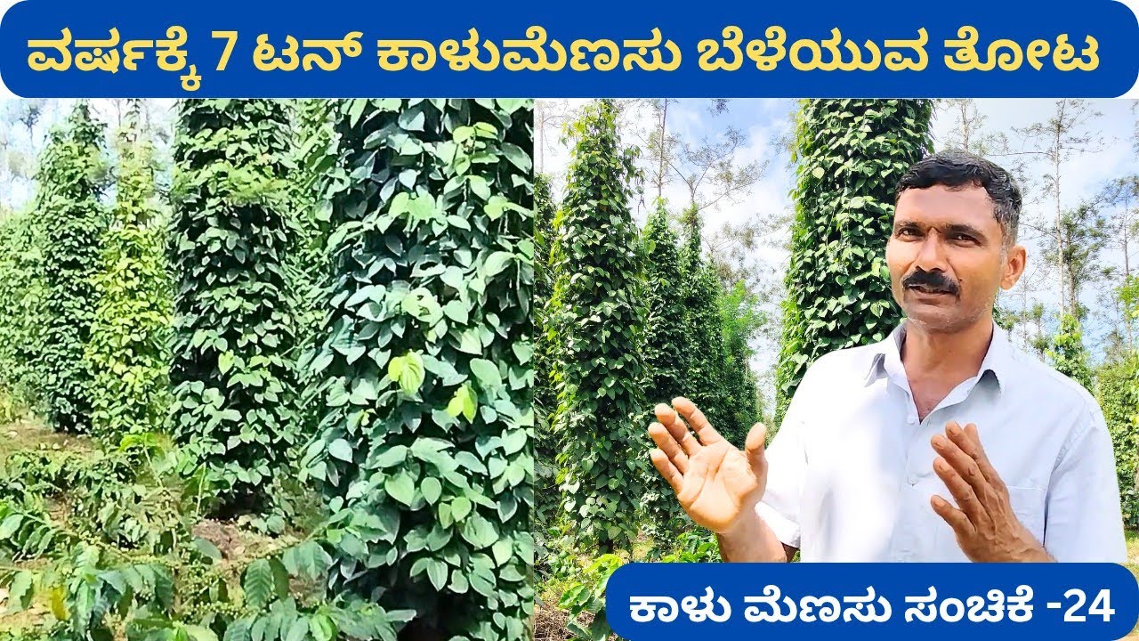 ಕರ್ನಾಟಕದ ಟಾಪ್ ಕಾಳುಮೆಣಸು ತೋಟದಲ್ಲಿ ಇದು 1‼️ಜೋಸೆಫ್ ಚಾಕೋ 30 ವರ್ಷದ ಕಾಳುಮೆಣಸು ಅನುಭವ @ಶಿವಮೊಗ್ಗ -94495 87278