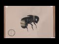 Pastel bee drawing tutorial