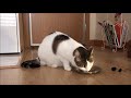 ASMR CAT - EATING