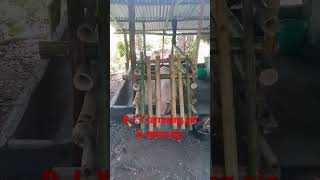 D.I.Y. FARROWING PIN GAWA SA KAWAYAN #BAMBOO#FARROWINGPIN#BABOY#SMALLBACKYARD#PADIJUSTINECHANNEL