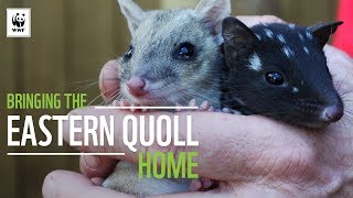 Bringing The Eastern Quoll Home | WWF-Australia