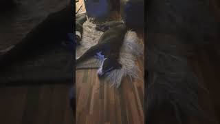 The most relaxed dogs ever. Full of Christmas Dinner.