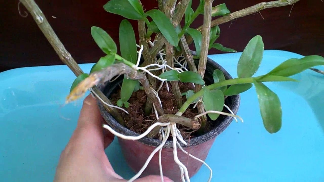 Пересадка_Дендробиума (детки). Repotting dendrobium keiki. Доминикана