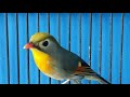 Burung Robin Bersuara Lantang Mp3 - Mp4 Download