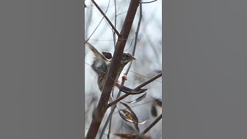 Savannah Sparrow gets blown away by wind