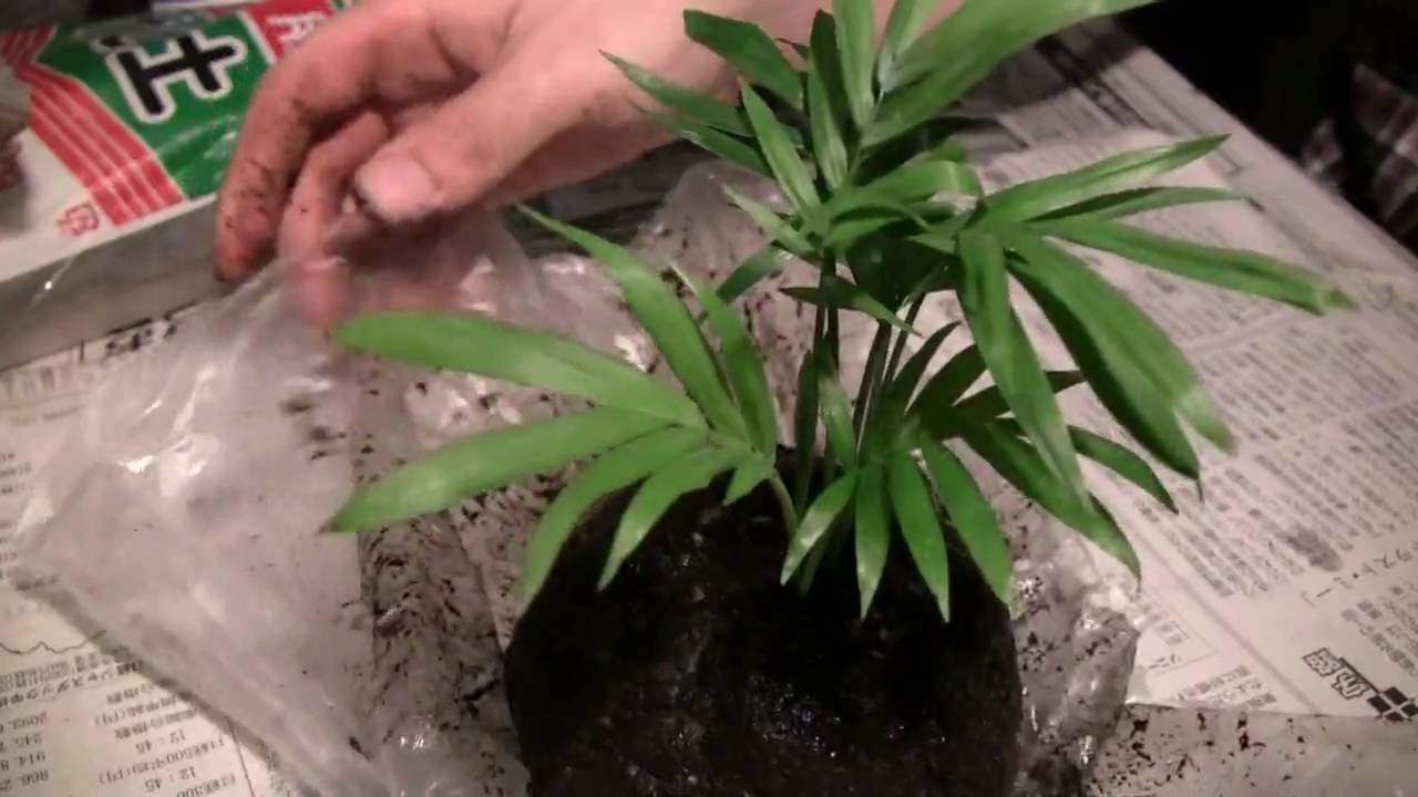 苔玉の作り方　How to make kokdama2