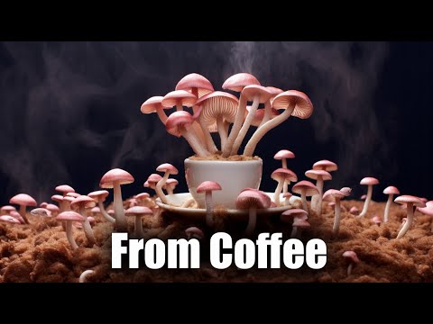 Pink Oyster Mushrooms