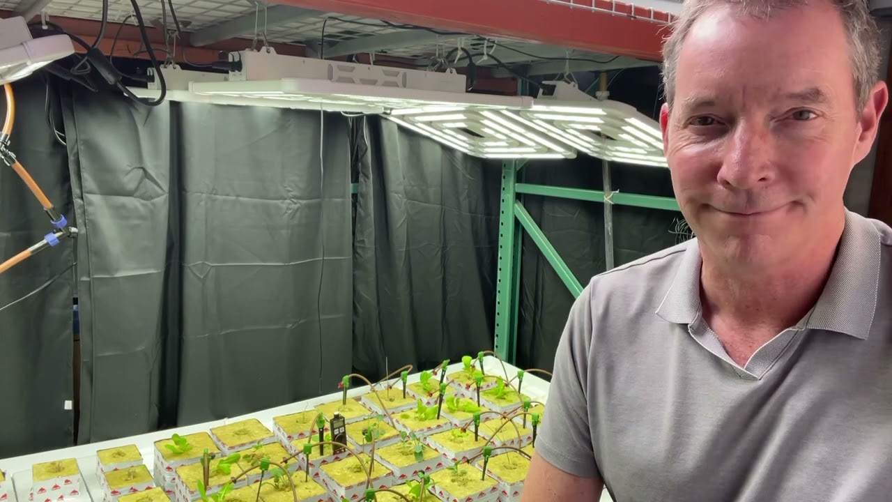 Growing one of the most valuable cash crops in the world