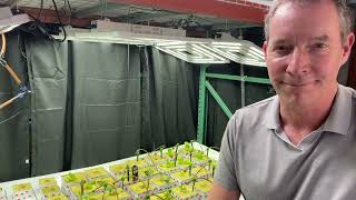 Growing one of the most valuable cash crops in the world