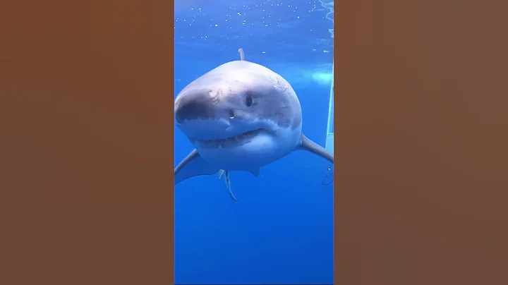 The Shark Doctor (Dr. Craig OConnell) got this unr...