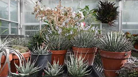 Plant Migration with Nancy Emery