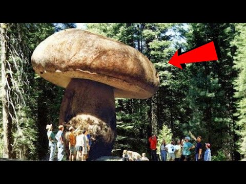Vídeo: Os Gigantes Do Planeta: Um Monstro Cogumelo Em Nossas Florestas - Visão Alternativa