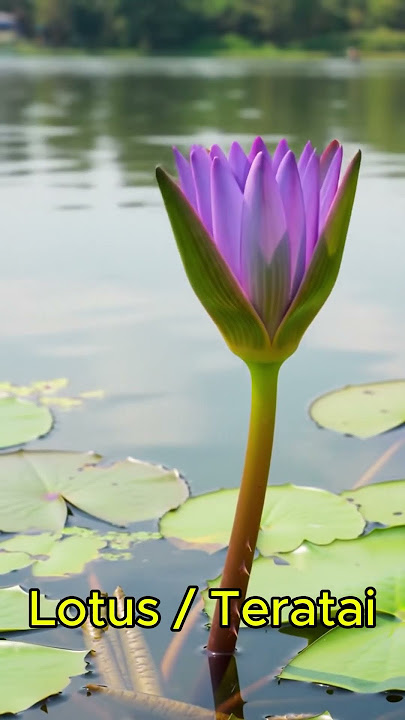 Morning Lotus Bloom Timelapse | Natural Relaxation Video #botani  #planttimelapse