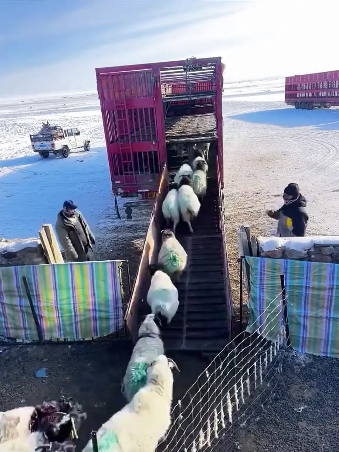 Sheep migration transport process