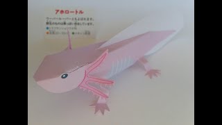 ウーパールーパー・ヘラオヤモリ