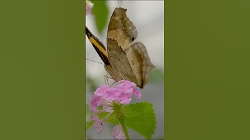 فَذَكِّرۡ إِنَّمَآ أَنتَ مُذَكِّرٞ (21) لَّسۡتَ .. (22) #سورة_الغاشية #بيشة_قادر_الكردي