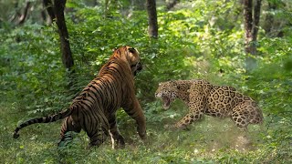 Harimau Sumatera Bertarung Sampai M4ti Melawan Jaguar, Ternyata Pemenangnya Adalah...