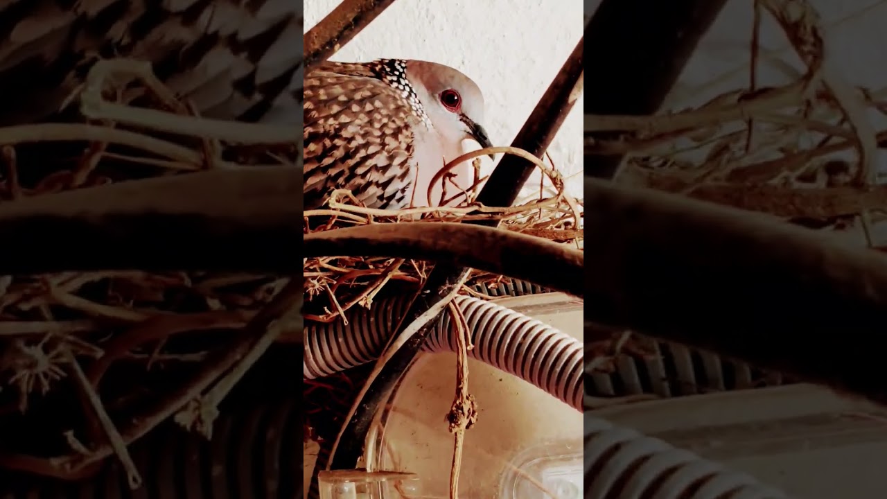 Pigeons Nest at home - bird Incubation