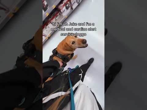 Video: När hans mänskliga känslor är ledsna, sätter denna tjänstehund henne den främsta sak att heja upp henne