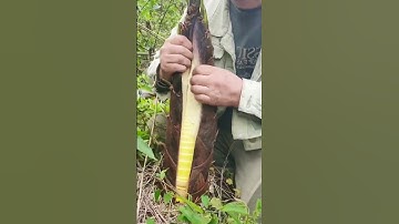 god level skill peeling bamboo shoots using simple tools #shorts #farming #agriculture #skills