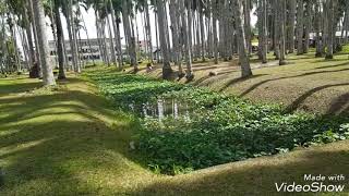 De Palmentuin In Suriname