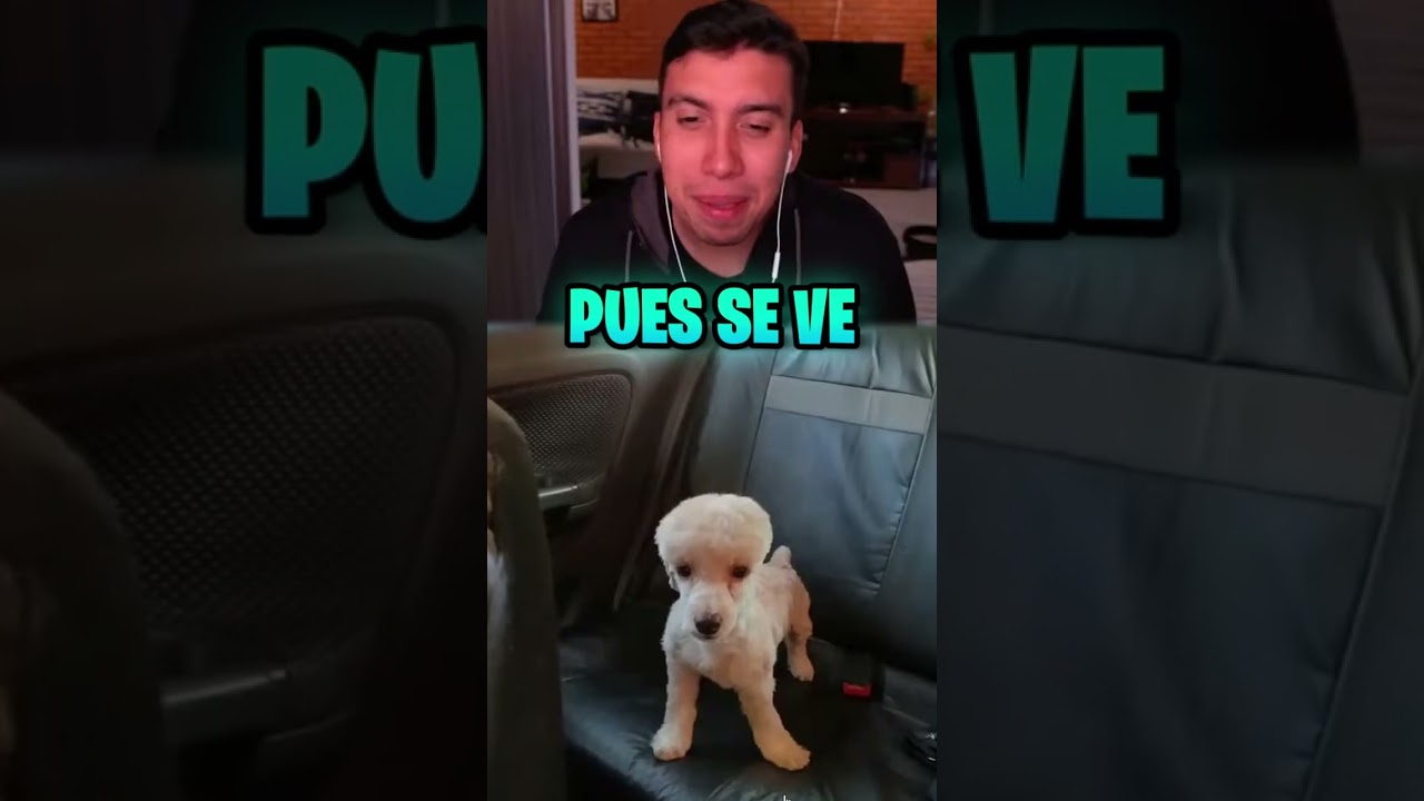 ABRAHAM REACCIONA A VIDEOS GRACIOSOS DE PERROS #elabrahaham