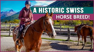 Riding the Freiberger Horse in Switzerland by DiscoverTheHorse 8,679 views 3 months ago 11 minutes, 4 seconds