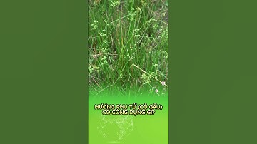 Công dụng tốt từ cây hương phu tử ( Cỏ Gấu) #songkhoe #baithuochay #thuốcnam