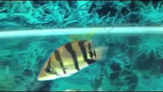 Shortbody northern thailand tiger -