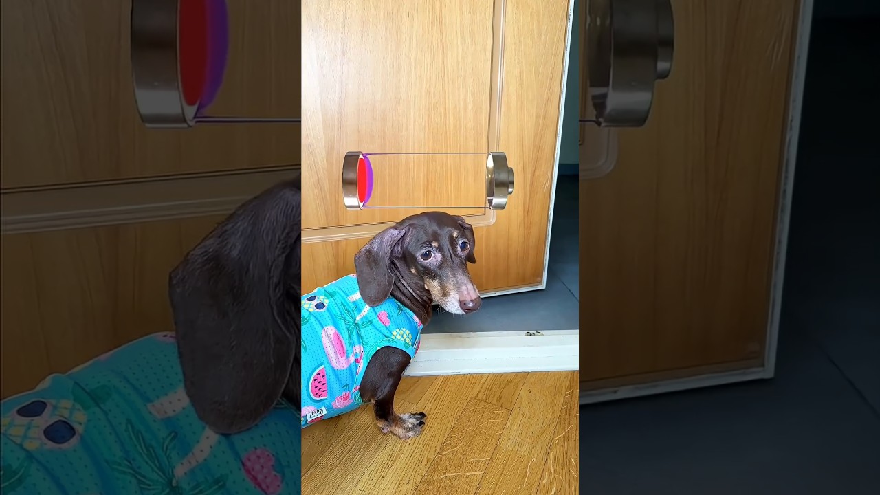 Bittoo had to leave his home #viralshorts #youtubeshorts